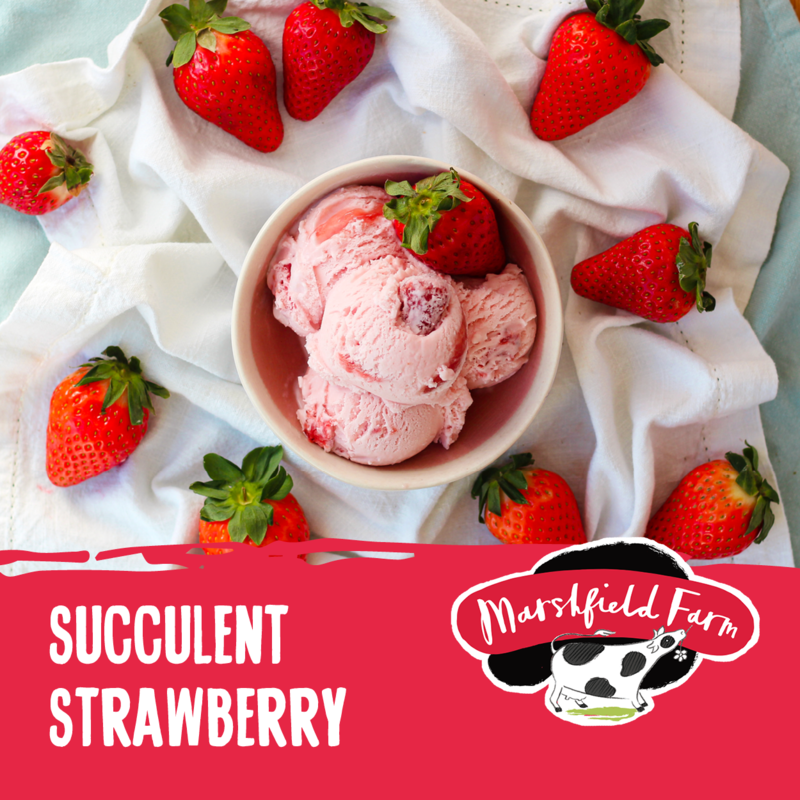 4lt Marshfield Strawberry Succulent 1x4lt . Packed 6 units to a case.
Unit Weight: 2.11 Kilos.
