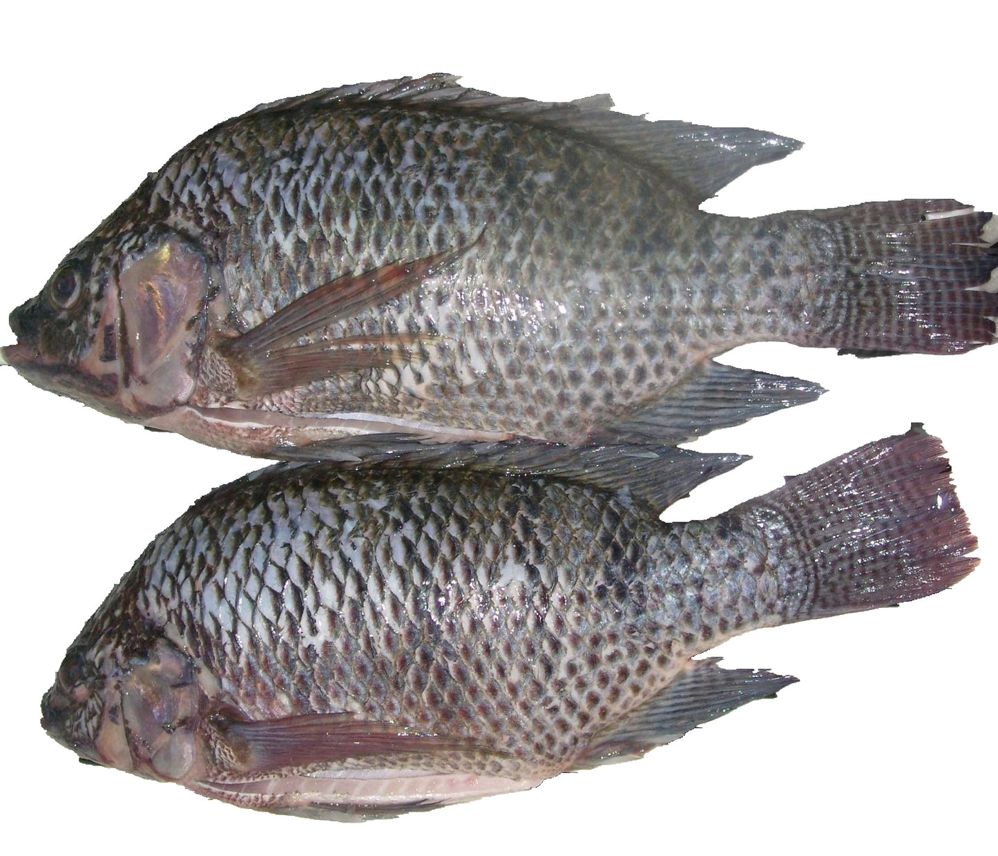 Black Tilapia 4kg