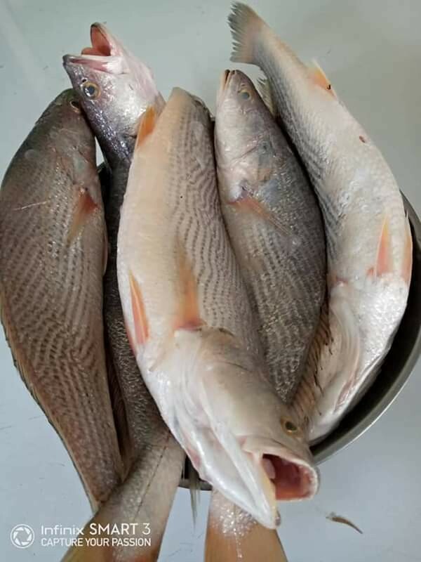 Cassava Fish 1kg