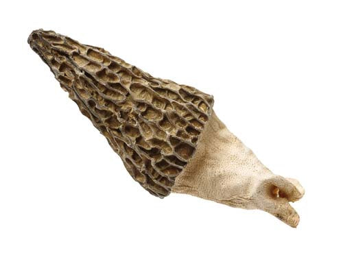 MASFresh Morel Mushrooms-Fd