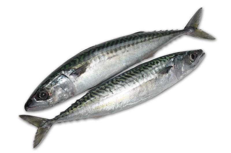 Frozen Mackerel Fish 1kg