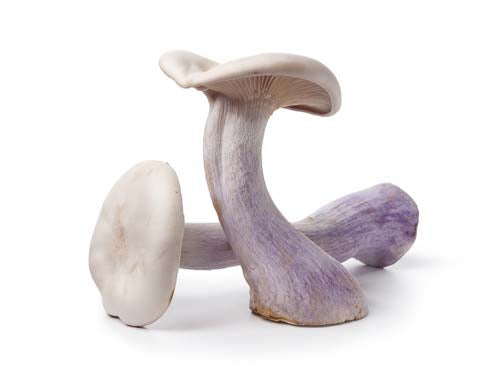 Pied Bleu Mushrooms