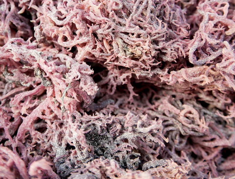 SKPurple Sea Moss Irish Moss 100% Authentic 1kg
