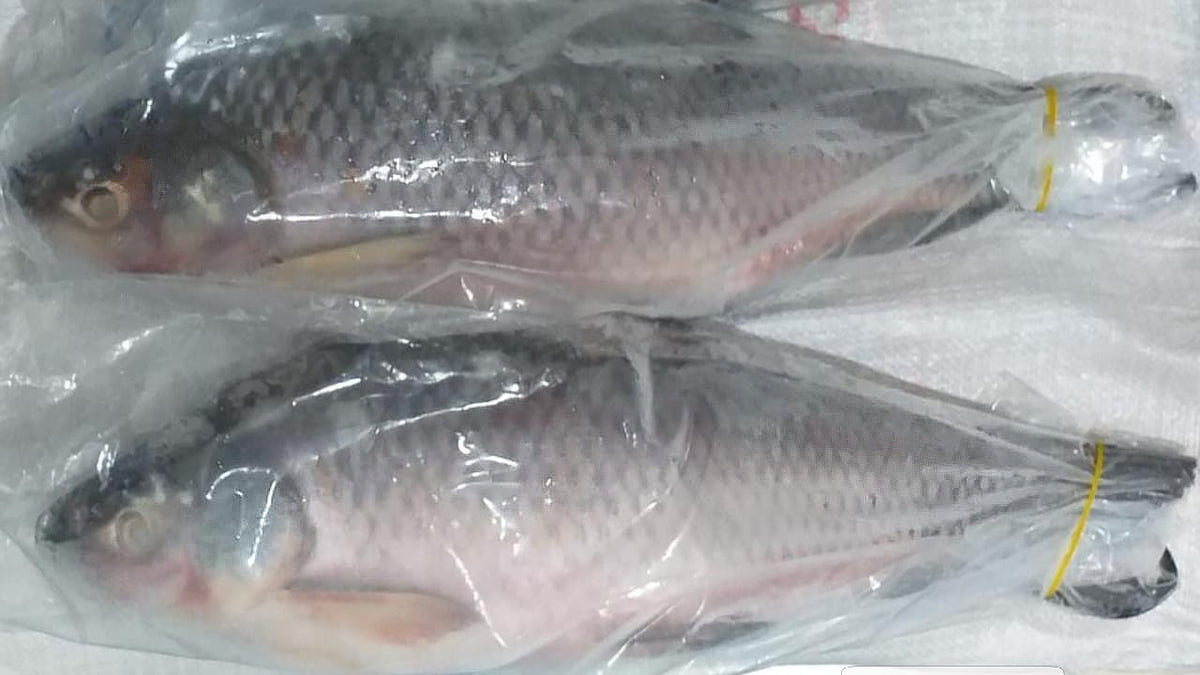 Frozen Whole Rohu (Per kg)