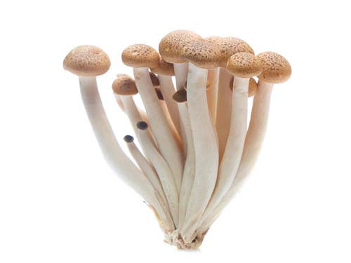 Hon Shimeji Mushrooms