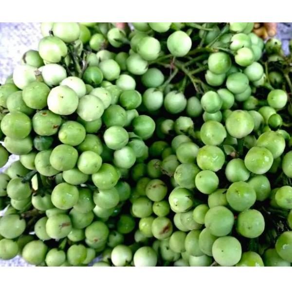 SKTurkey Berry / Kwahu Nsusaa 10KG