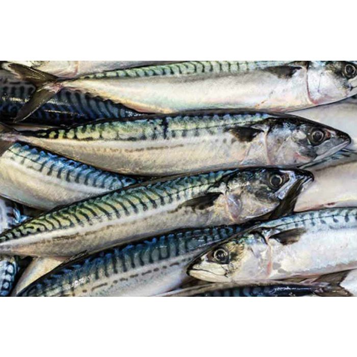 Mackerel King Salmon 20kg