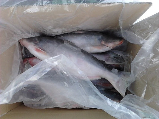MASFrozen Pangasius White Catfish Whole 2.5kg X 2-Fd
