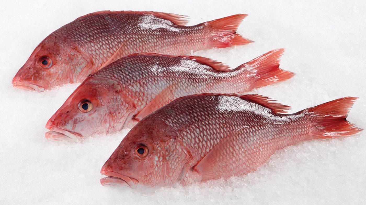 Red Fish 10kg