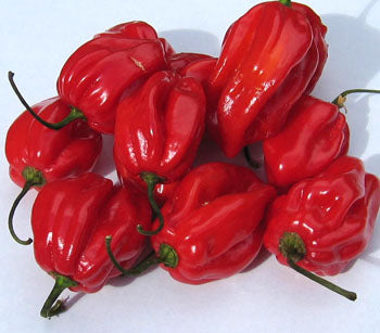 Scotch Bonnet Pepper