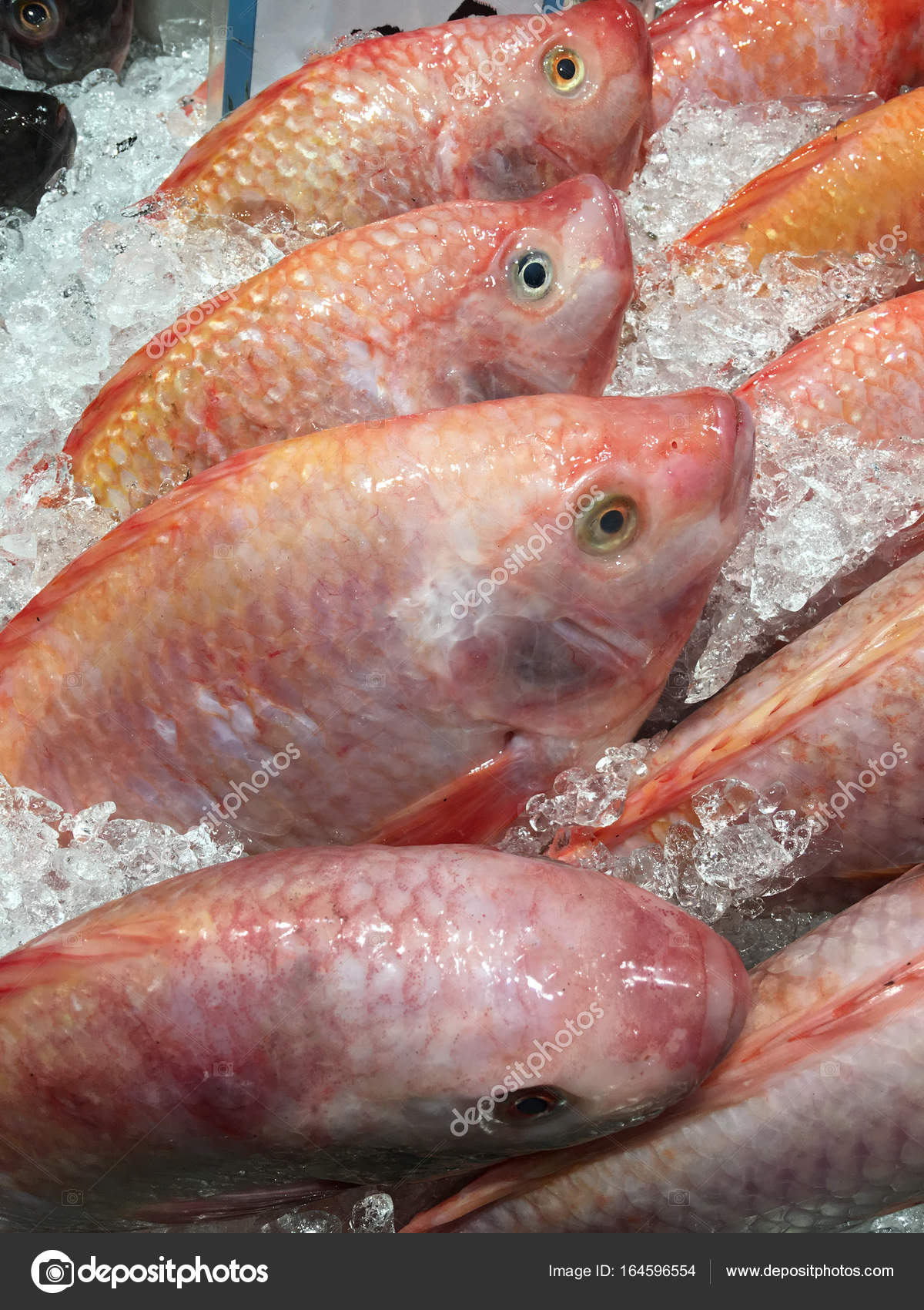 Red Tilapia 4kg