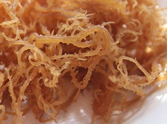 MASSea Moss Irish Moss Gold 100% Authentic 25kg-Fd