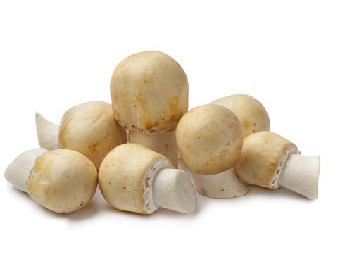 Horse Mushrooms