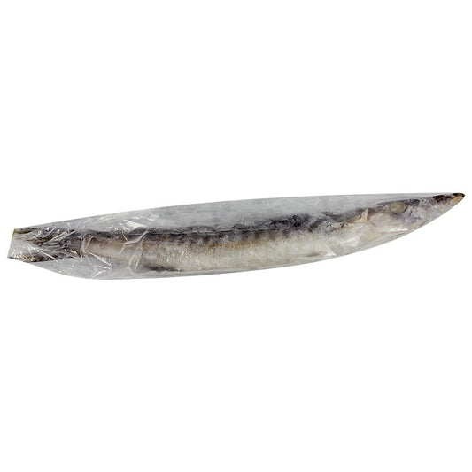 Frozen Whole Barracuda Fish (Per Kg)