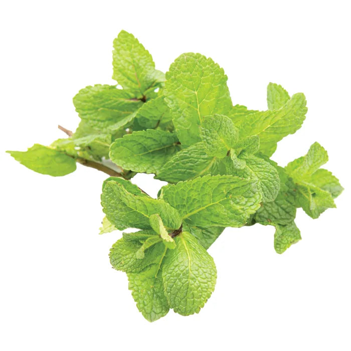 MASFresh Mint-1x20 Bunches-Food