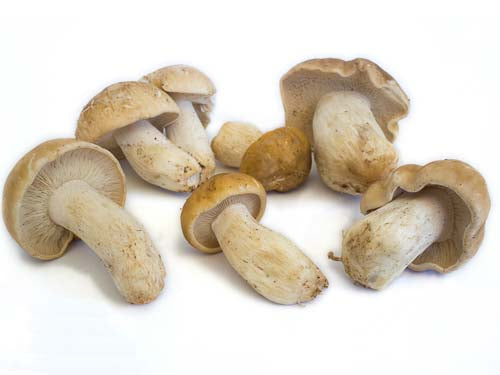 MASSaint George Mushrooms-Fd