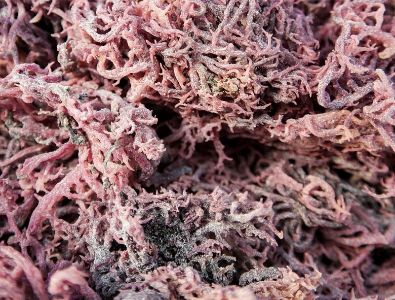 MASPurple Sea Moss Irish Moss 100% Authentic 100g-Fd