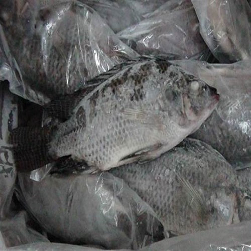 MASFrozen Tilapia Fish 500-800 (Gutted & Scaled) 2.5kg-Fd