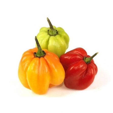 Scotch Bonnet Pepper