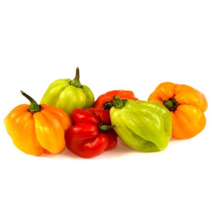 Scotch Bonnet Pepper